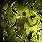Ravenous Swarm